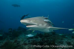 Lemon shark, Negaprion brevirostris