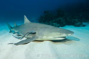 Lemon shark, Negaprion brevirostris