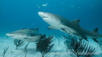 Lemon shark. Bahamas, Negaprion brevirostris, natural history stock photograph, photo id 32018