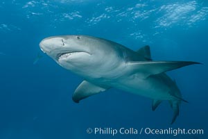 Lemon shark, Negaprion brevirostris