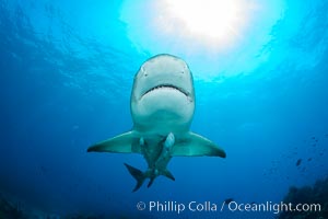 Lemon shark, Negaprion brevirostris