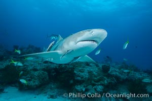 Lemon shark. Bahamas, Negaprion brevirostris, natural history stock photograph, photo id 32022