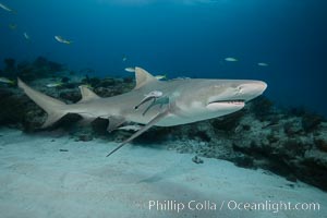 Lemon shark, Negaprion brevirostris