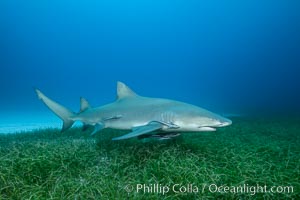 Lemon shark. Bahamas, Negaprion brevirostris, natural history stock photograph, photo id 32024