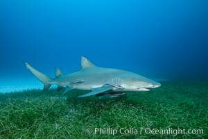 Lemon shark, Negaprion brevirostris