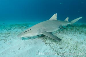 Lemon shark, Negaprion brevirostris