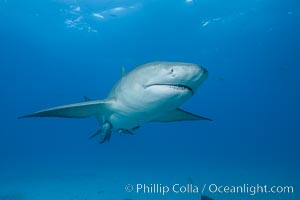 Lemon shark, Negaprion brevirostris