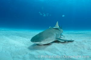 Lemon shark, Negaprion brevirostris