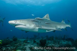 Lemon shark, Negaprion brevirostris