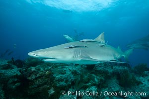 Lemon shark, Negaprion brevirostris