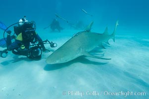 Lemon shark and photographer Jim Abernethy. Bahamas, Negaprion brevirostris, natural history stock photograph, photo id 10760