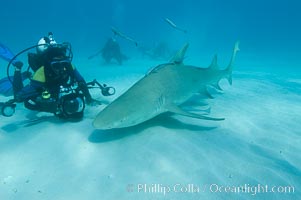 Lemon shark and photographer Jim Abernethy, Negaprion brevirostris