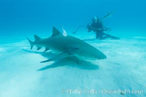 Lemon shark and photographer Ken Howard. Bahamas, Negaprion brevirostris, natural history stock photograph, photo id 10773