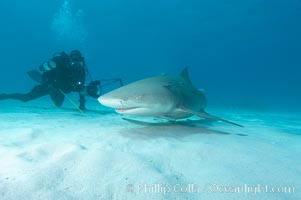 Lemon shark and photographer Keith Grundy. Bahamas, Negaprion brevirostris, natural history stock photograph, photo id 10777
