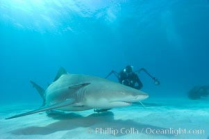 Lemon shark and photographer Keith Grundy. Bahamas, Negaprion brevirostris, natural history stock photograph, photo id 10790