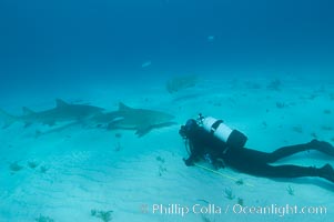 Lemon shark and photographer Bruce Watkins, Negaprion brevirostris