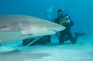 Lemon shark investigates a box of bait tended by a videographer, Negaprion brevirostris