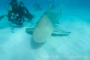 Lemon shark and photographer Jim Abernethy, Negaprion brevirostris
