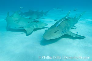 Lemon shark with live sharksuckers, Echeneis naucrates, Negaprion brevirostris