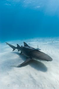 Lemon shark. Bahamas, Negaprion brevirostris, natural history stock photograph, photo id 10766
