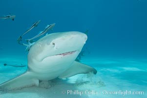 Lemon shark with live sharksuckers. Bahamas, Echeneis naucrates, Negaprion brevirostris, natural history stock photograph, photo id 10768