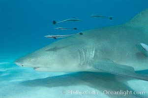 Lemon shark with live sharksuckers, Echeneis naucrates, Negaprion brevirostris