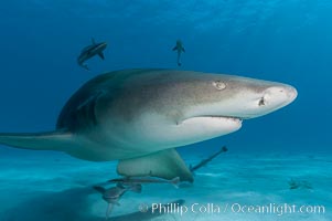 Lemon shark. Bahamas, Negaprion brevirostris, natural history stock photograph, photo id 10770