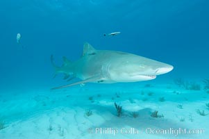 Lemon shark. Bahamas, Negaprion brevirostris, natural history stock photograph, photo id 10771