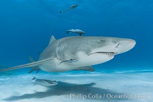 Lemon shark with live sharksuckers, Echeneis naucrates, Negaprion brevirostris