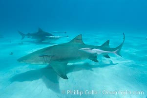 Lemon shark with live sharksuckers, Echeneis naucrates, Negaprion brevirostris