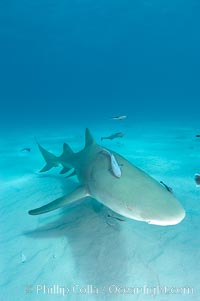 Lemon shark, Negaprion brevirostris