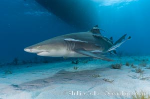 Lemon shark with live sharksuckers, Echeneis naucrates, Negaprion brevirostris