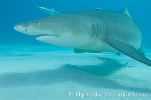 Lemon shark, Negaprion brevirostris