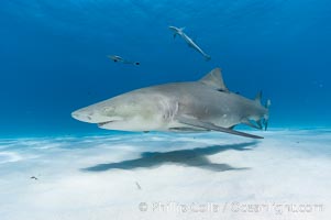 Lemon shark. Bahamas, Negaprion brevirostris, natural history stock photograph, photo id 10787