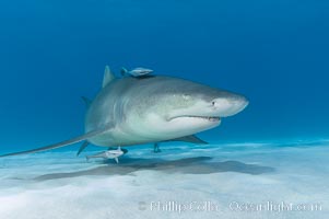 Lemon shark. Bahamas, Negaprion brevirostris, natural history stock photograph, photo id 10788