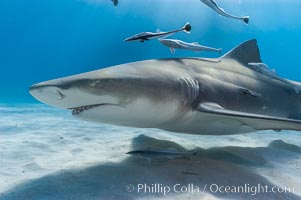 Lemon shark with live sharksuckers, Echeneis naucrates, Negaprion brevirostris