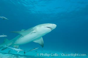 Lemon shark with live sharksuckers, Echeneis naucrates, Negaprion brevirostris