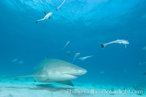 Lemon shark with live sharksuckers, Echeneis naucrates, Negaprion brevirostris