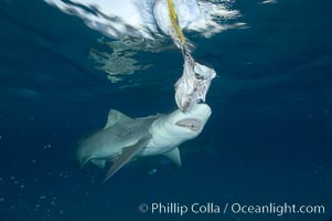 Lemon shark prepares to chomp a piece of bait, photographed with a polecam (camera on a stick triggered from above water, used by photographers who are too afraid to get in the water), Negaprion brevirostris