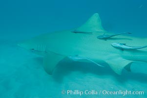 Lemon shark with live sharksuckers, Echeneis naucrates, Negaprion brevirostris