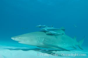 Lemon shark with live sharksuckers, Echeneis naucrates, Negaprion brevirostris