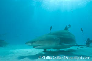 Lemon shark, Negaprion brevirostris