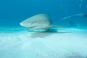 Lemon shark, Negaprion brevirostris