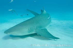 Lemon shark, Negaprion brevirostris