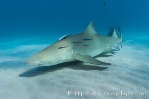 Lemon shark, Negaprion brevirostris