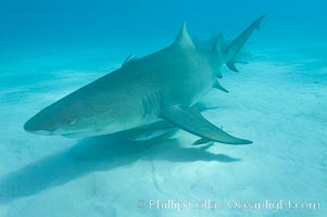 Lemon shark, Negaprion brevirostris