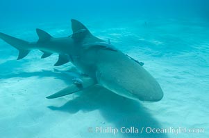 Lemon shark, Negaprion brevirostris