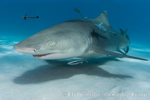 Lemon shark with live sharksuckers, Echeneis naucrates, Negaprion brevirostris