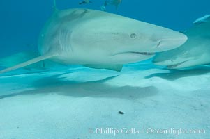 Lemon shark, Negaprion brevirostris