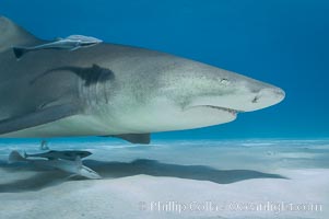 Lemon shark, Negaprion brevirostris